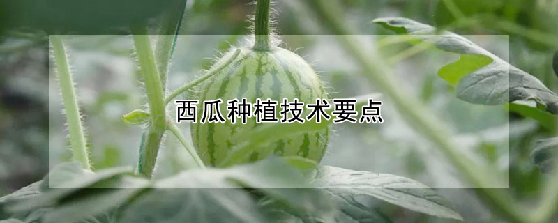 西瓜種植技術要點