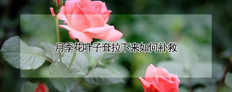 月季花葉子耷拉下來如何補(bǔ)救