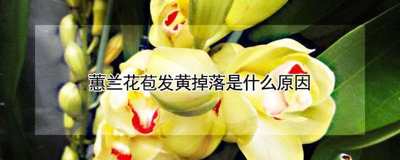 蕙蘭花苞發(fā)黃掉落是什么原因