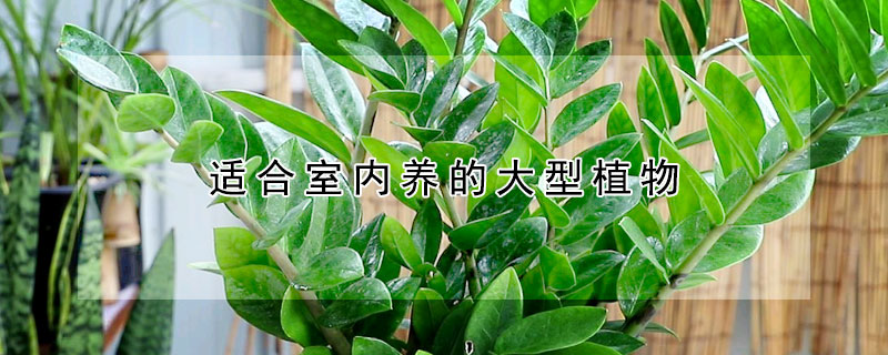 適合室內(nèi)養(yǎng)的大型植物