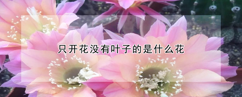 只開花沒有葉子的是什么花