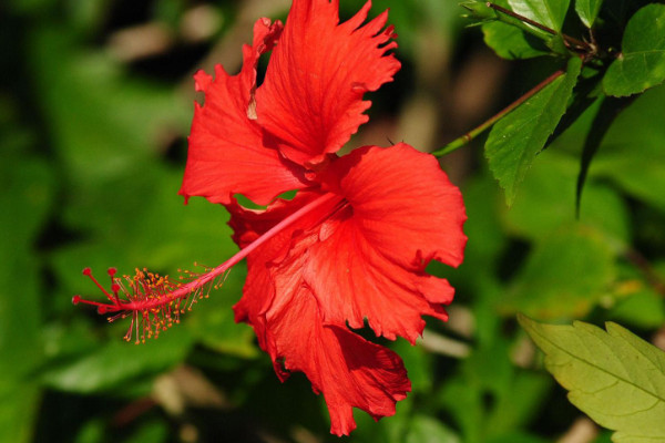 扶桑花的養(yǎng)殖方法和注意事項(xiàng)