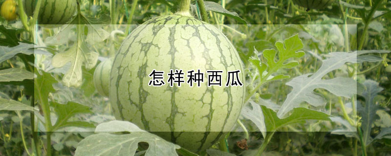 怎樣種西瓜