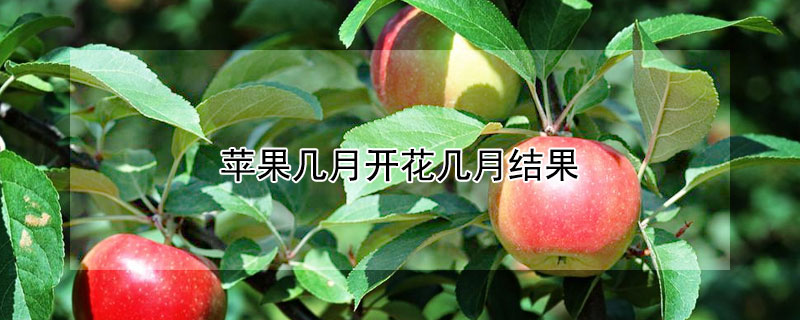 蘋果幾月開花幾月結果