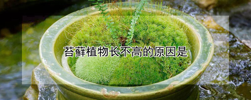 苔蘚植物長(zhǎng)不高的原因是