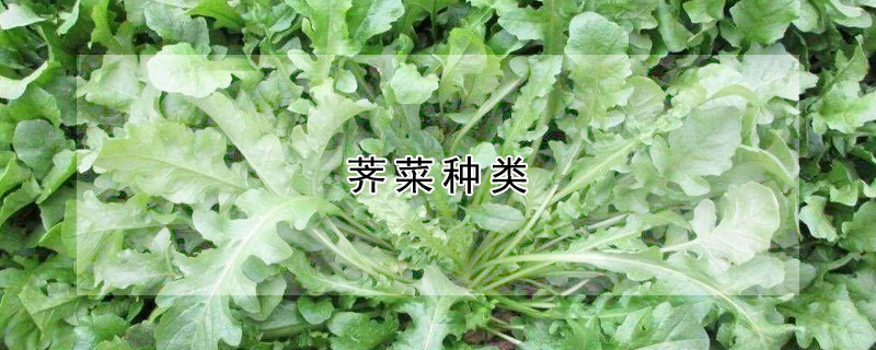 薺菜種類