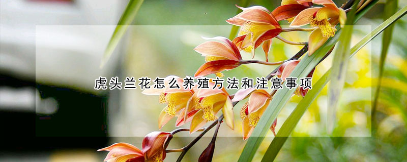 虎頭蘭花怎么養(yǎng)殖方法和注意事項(xiàng)