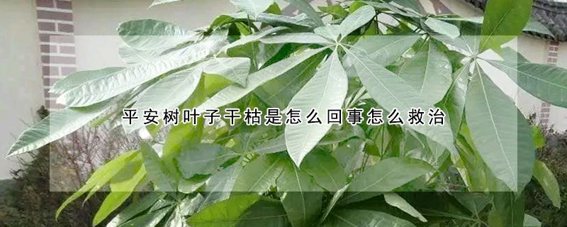 平安樹葉子干枯是怎么回事怎么救治