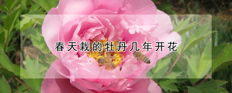 春天栽的牡丹幾年開花