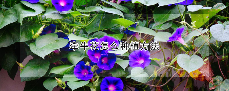 牽牛花怎么種植方法