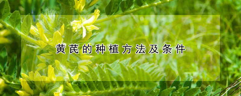 黃芪的種植方法及條件