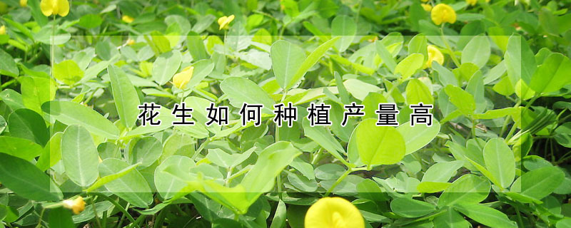 花生如何種植產(chǎn)量高