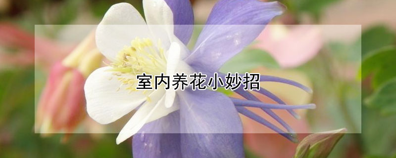 室內(nèi)養(yǎng)花小妙招