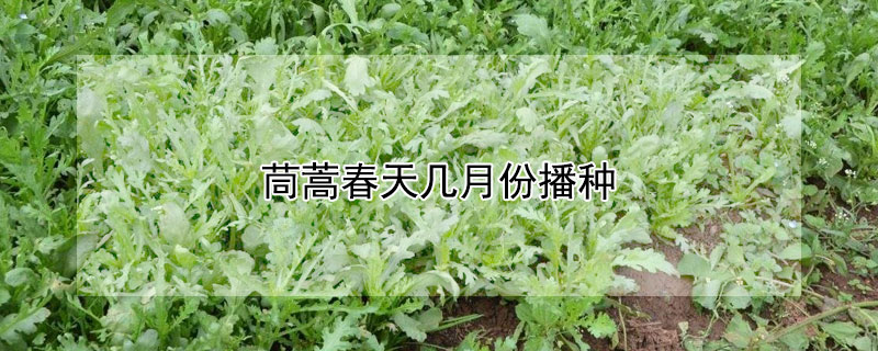 茼蒿春天幾月份播種