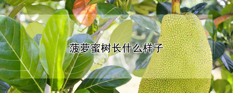 菠蘿蜜樹長什么樣子