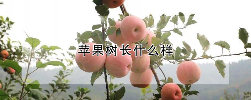 蘋果樹長什么樣