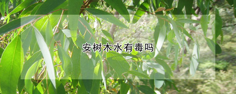 安樹木水有毒嗎