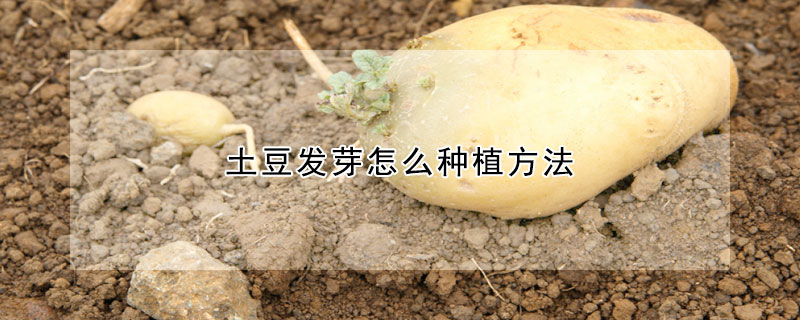 土豆發(fā)芽怎么種植方法