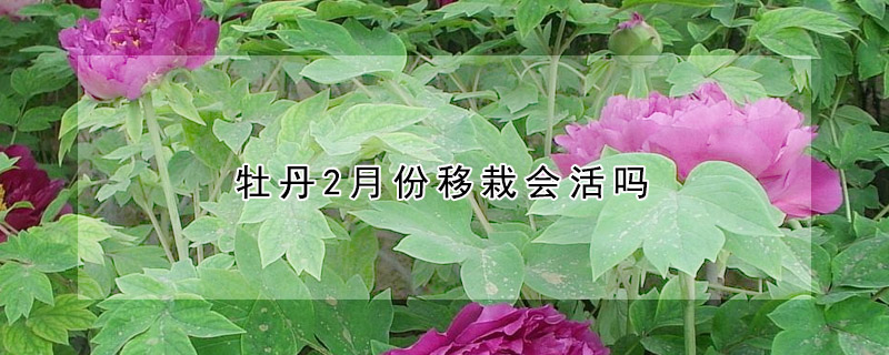 牡丹2月份移栽會活嗎