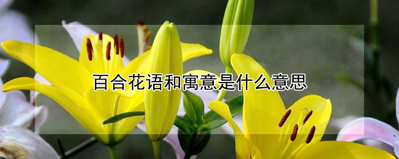 百合花語和寓意是什么意思