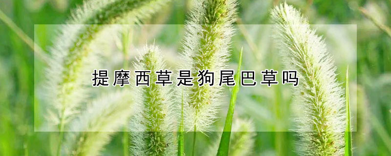 提摩西草是狗尾巴草嗎