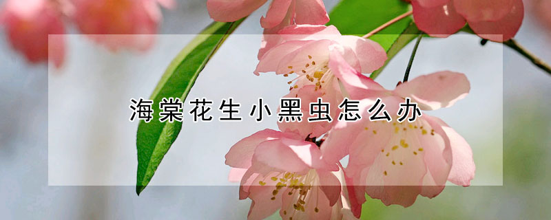 海棠花生小黑蟲怎么辦