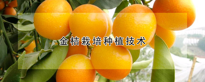 金桔栽培種植技術