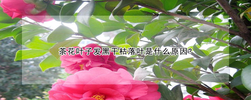 茶花葉子發黑干枯落葉是什么原因?