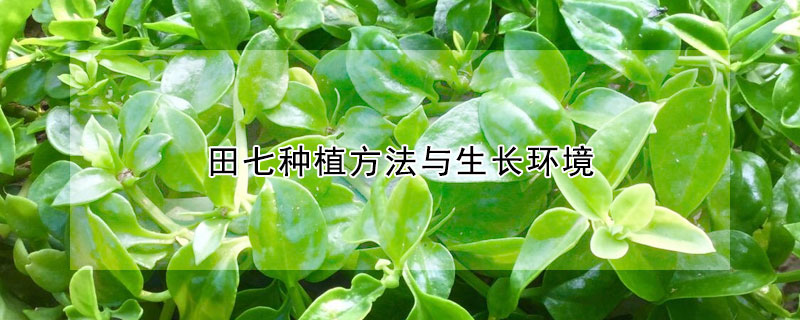 田七種植方法與生長環(huán)境