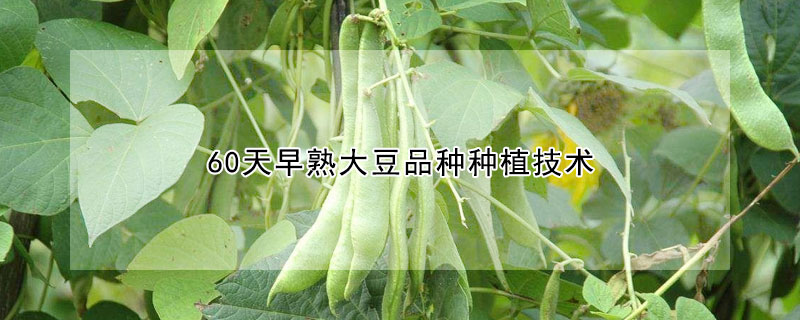 60天早熟大豆品種種植技術