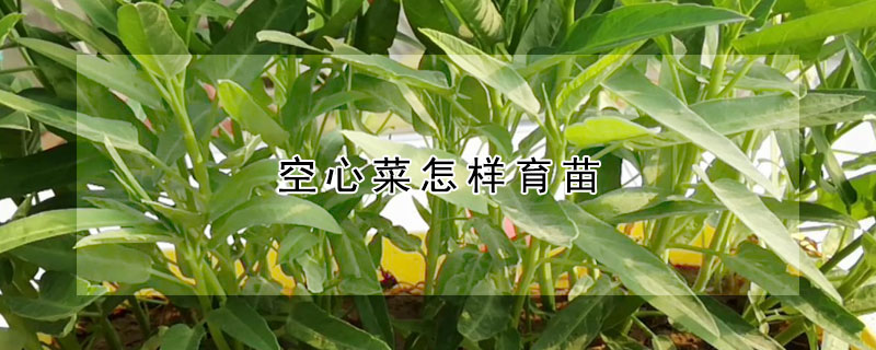 空心菜怎樣育苗