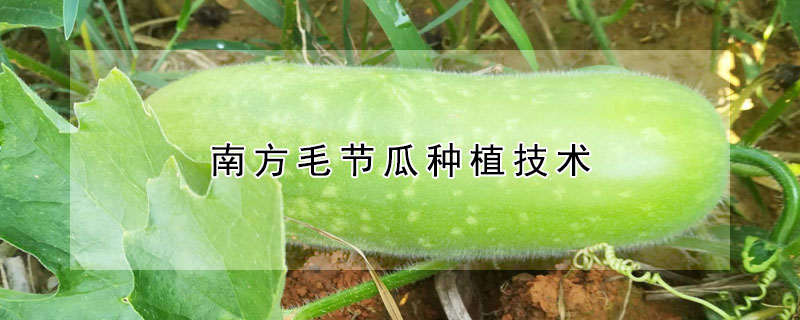 南方毛節瓜種植技術