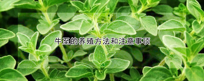 牛至的養(yǎng)殖方法和注意事項(xiàng)