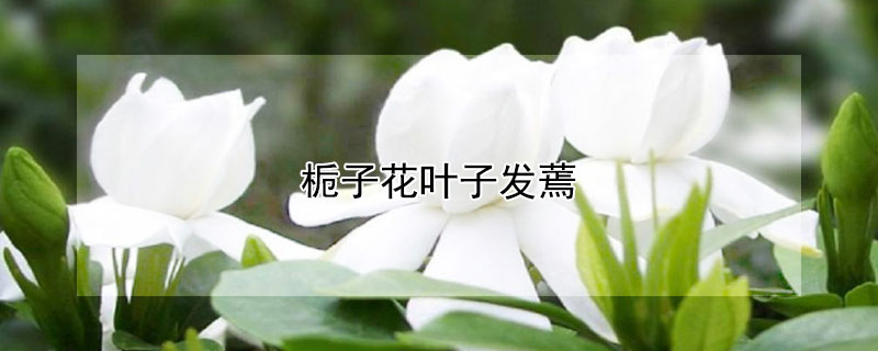 梔子花葉子發(fā)蔫