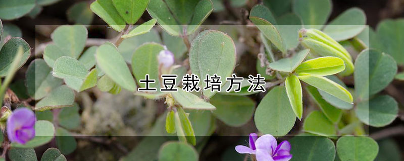 土豆栽培方法