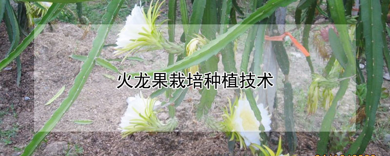 火龍果栽培種植技術(shù)