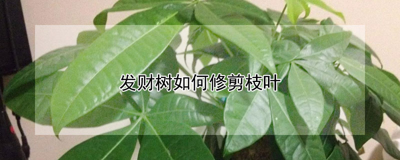 發財樹如何修剪枝葉