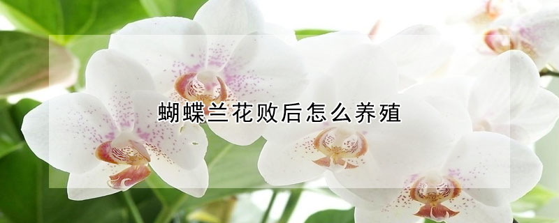 蝴蝶蘭花敗后怎么養殖