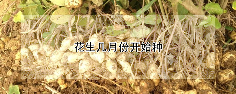 花生幾月份開始種