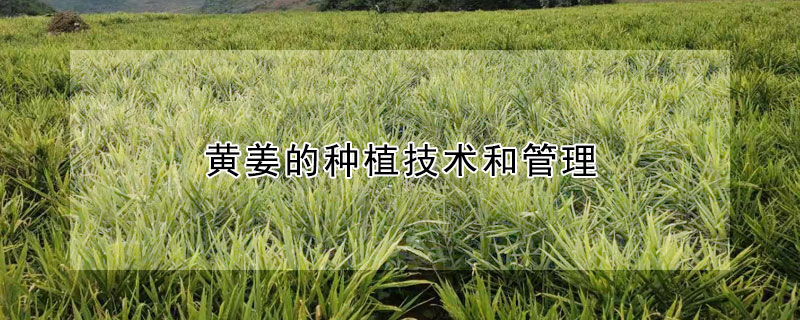 黃姜的種植技術和管理