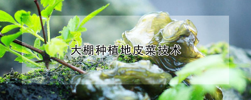 大棚種植地皮菜技術(shù)