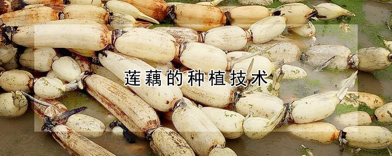 蓮藕的種植技術(shù)