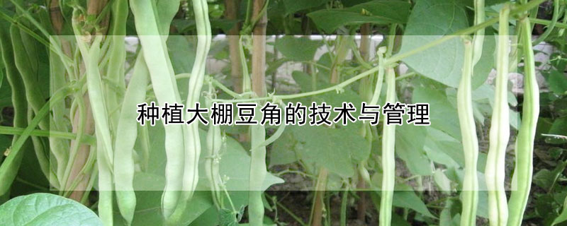 種植大棚豆角的技術與管理