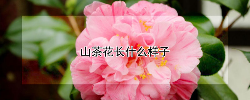 山茶花長什么樣子