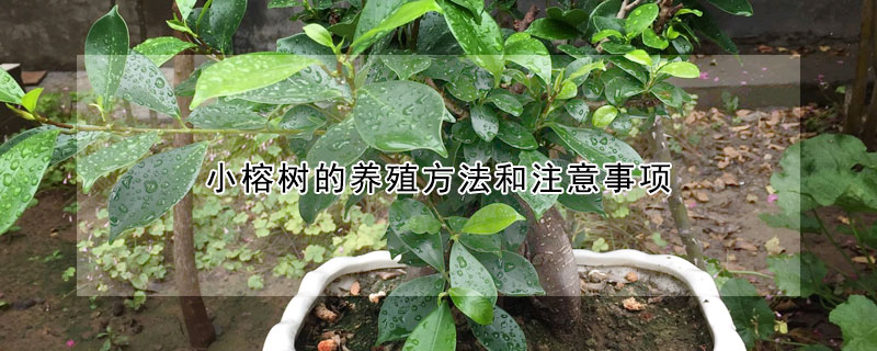 小榕樹的養殖方法和注意事項