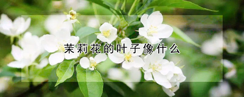 茉莉花的葉子像什么