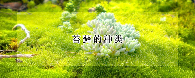 苔蘚的種類