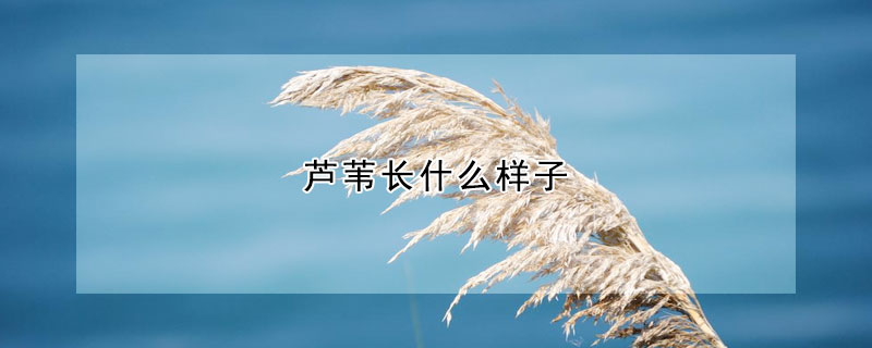 蘆葦長什么樣子