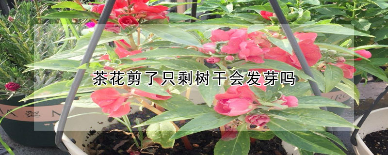 茶花剪了只剩樹干會發(fā)芽嗎