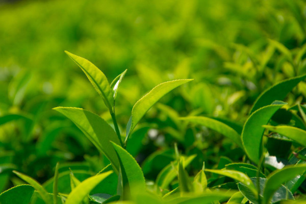 茶的種類 常見的茶葉種類